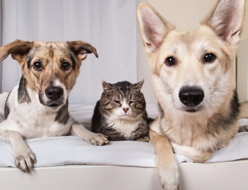 Cuyahoga County Prosecutor Michael C. O’Malley Announces New Animal Crimes Unit